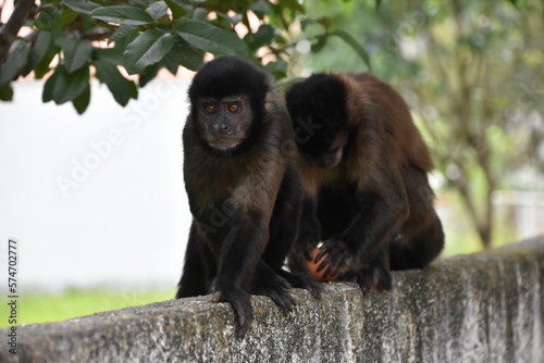 Monkeys in nature 