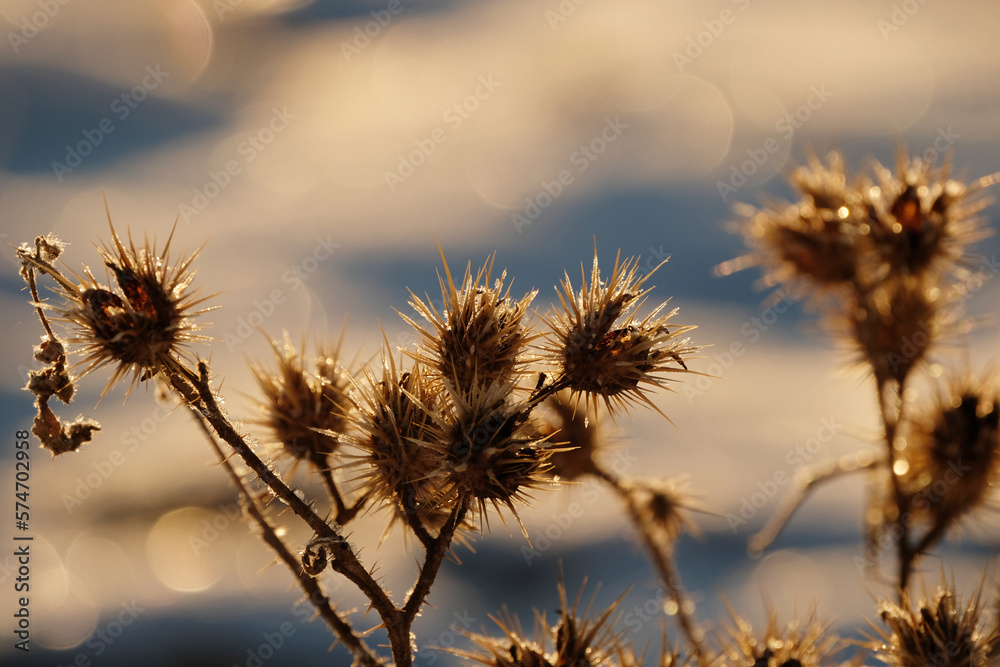 Buffalo bur noxious weed with blurred background during winter, closeup of plant.