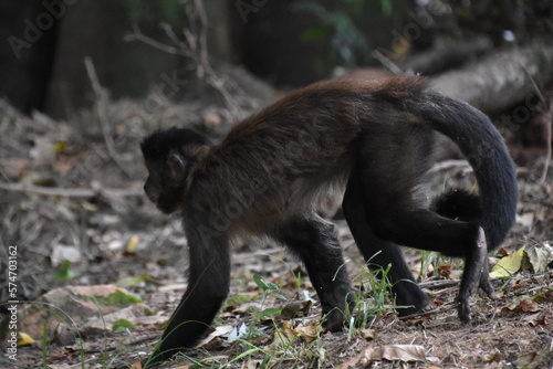 Monkeys in nature 