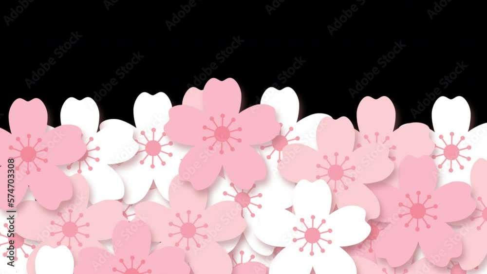 4K Cherry blossom transition animation. Pink Sakura cartoon motion graphic