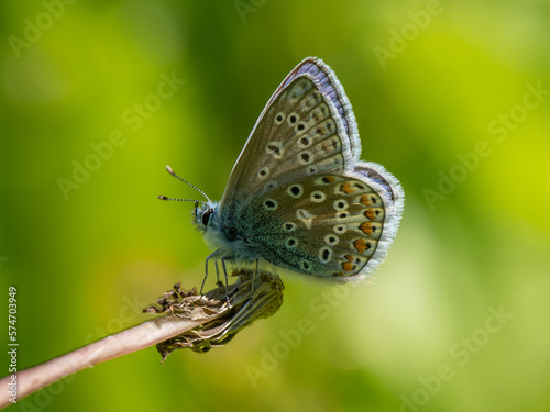 Common Blue Butterfly Resting on a Dandelion