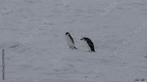 Chinstrap penguin couple play and fight in the snow, Antarctica
Chinstrap penguins wildlife in Antarctica, February 2023 
 photo