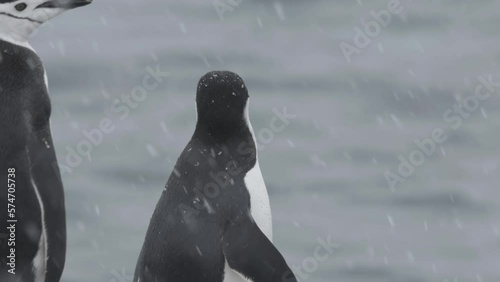 Chinstrap penguin portrait in the snow, Antarctica
Chinstrap penguins wildlife in Antarctica, February 2023 
 photo