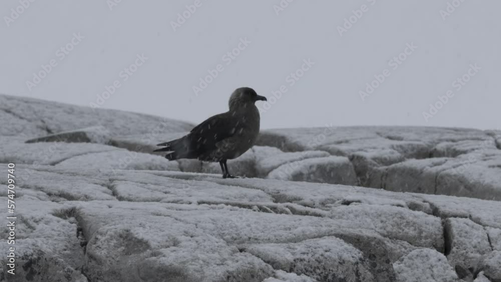 Antarctic skua standing in the snow, Antarctic Peninsula
Antarctic skua wildlife in Antarctica, February 2023
Antarctic skua standing in the snow, Antarctic Peninsula
Antarctic skua wildlife in Antarctica, February 2023