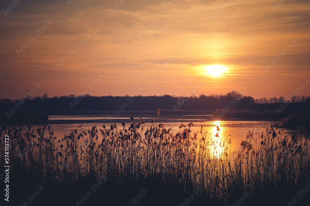 Fototapeta premium Beautiful bright landscape. Sunset over the lake in the spring forest. Silhouettes of reeds in the light of the sun