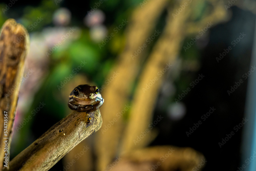 A tree frog is any species of frog that spends a major portion of its lifespan in trees, known as an arboreal state A tree frog is any species of frog that spends a major portion of its lifespan in trees, known as an arboreal state