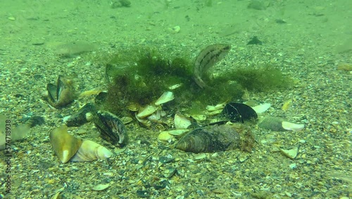 Reproduction of Gray wrasse (Symphodus cinereus): when the eggs in the nest built of algae are already deposited, the male guards and ventilates the nest. photo