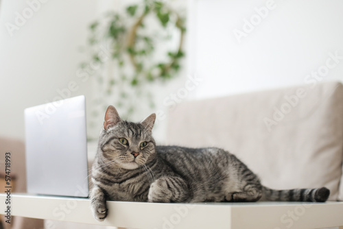 scottish straight gray cat working at the computer at home online