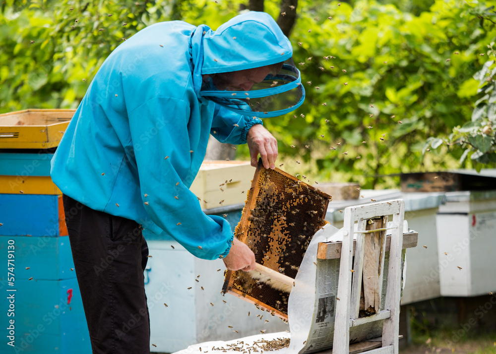 beekeeper shakes bees with frame with single brush to transfer to nucleus box. Artificial insemination of queen bee. Withdrawal of breeding queen bee in beekeeping on nucleus hive apiary. beekeeper shakes bees with frame with single brush to transfer to nucleus box. Artificial insemination of queen bee. Withdrawal of breeding queen bee in beekeeping on nucleus hive apiary.
