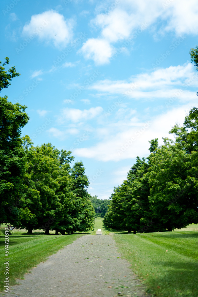 Country road covered by trees on both sides Country road covered by trees on both sides