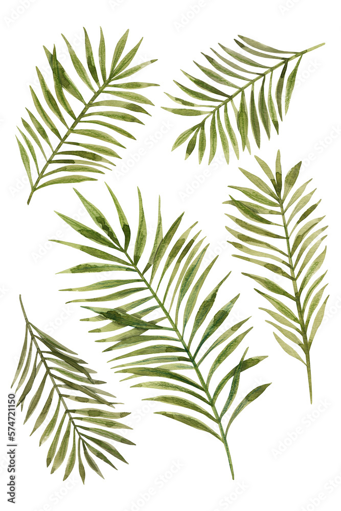 Green palm leaf. Tropical plants. Watercolor botany.