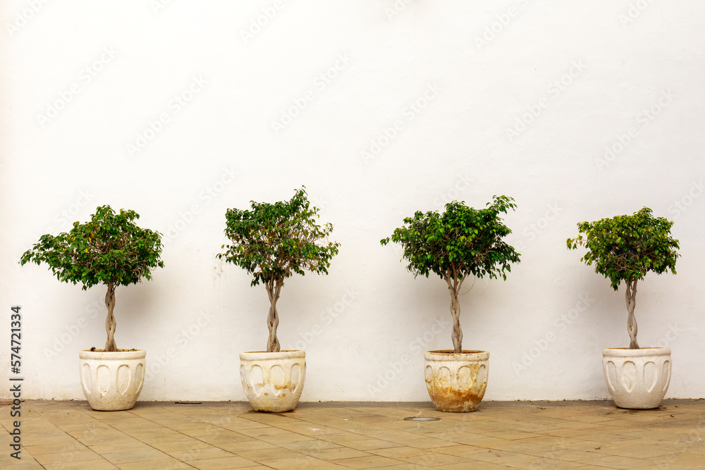 Fototapeta premium Ficus trees in flower pots