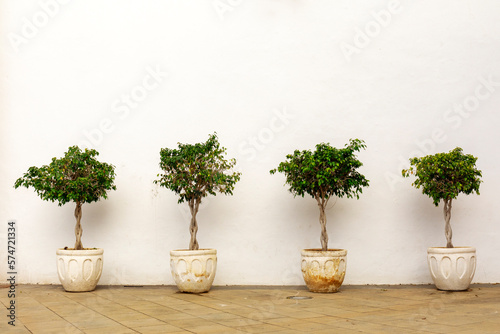 Ficus trees in flower pots