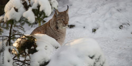 Eurasian lynx ( lynx lynx) winter
