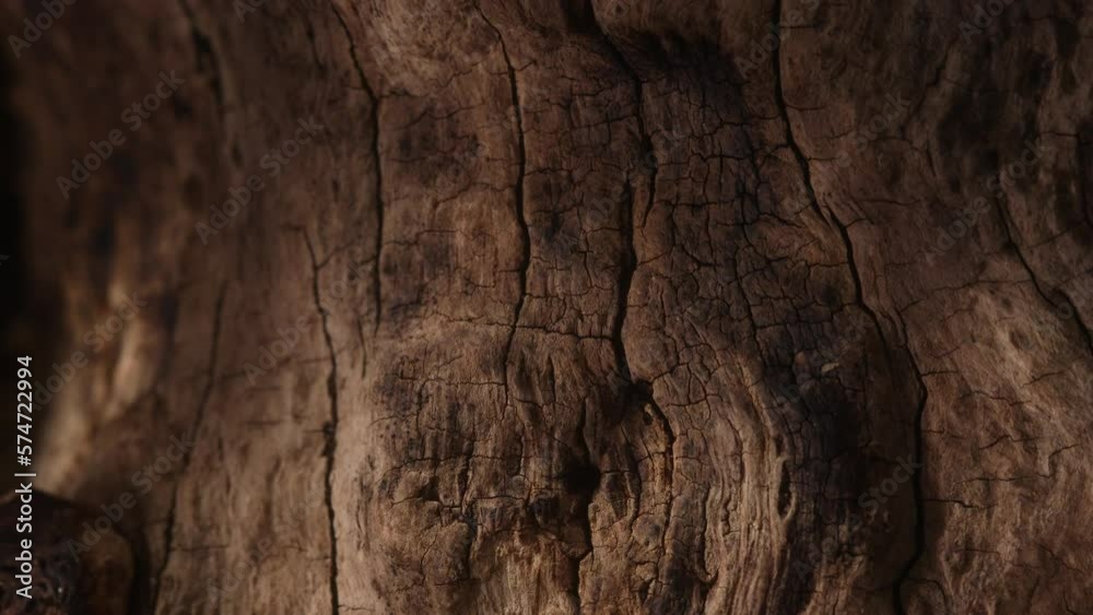 brown old snag. aged wood texture. driftwood closeup. dry branches and roots of a pomegranate tree macro shot. High quality 4k footage brown old snag. aged wood texture. driftwood closeup. dry branches and roots of a pomegranate tree macro shot. High quality 4k footage