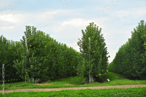 Wallpaper Mural rows of apple trees in an apple orchard on a background of green grass and sky. Torontodigital.ca