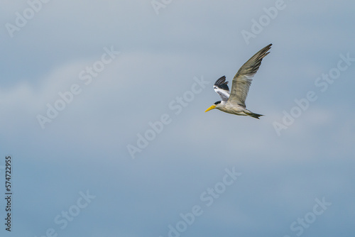 A South American tern flying over the Amazon River © William Huang