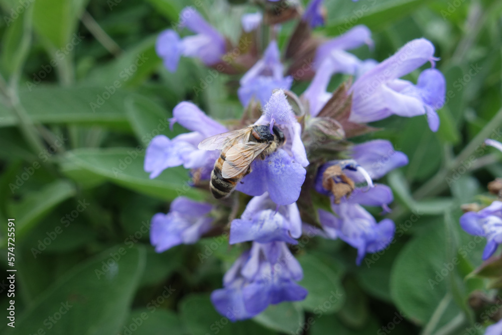 Wildbiene Wildbiene