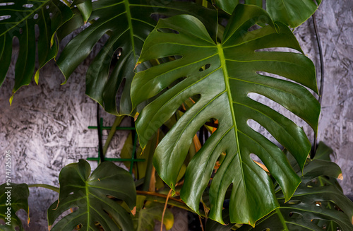 Liść monstery dziurawej ( monstera deliciosa ) na szarym tle . Tropikalne rośliny w " domowej dżungli " .