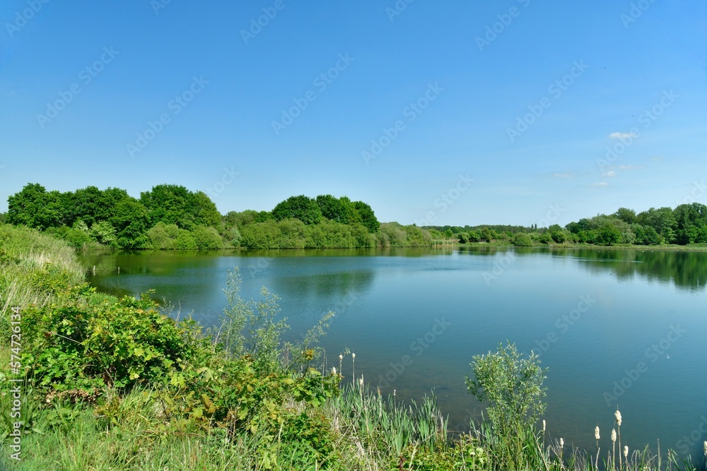 L'étang entouré de végétation sauvage en été à la réserve naturelle Mechels Broek au sud-est de Malines 