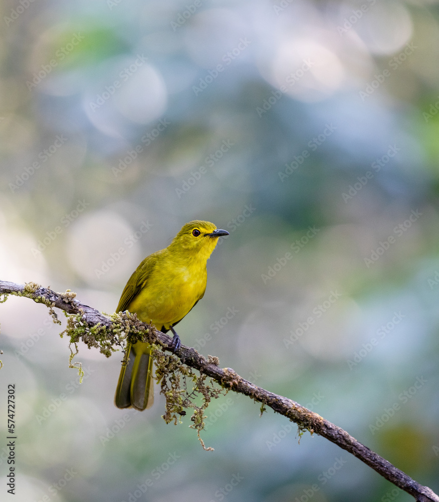 a yellow browed bulbul on a perch acritillas indica a yellow browed bulbul on a perch acritillas indica