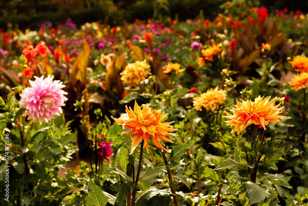 Lush flowering of multi-colored varietal dahlias. Large flowerbed of bright flowers in warm colors. Cultivation of flower crops. Beautiful floral picture Lush flowering of multi-colored varietal dahlias. Large flowerbed of bright flowers in warm colors. Cultivation of flower crops. Beautiful floral picture
