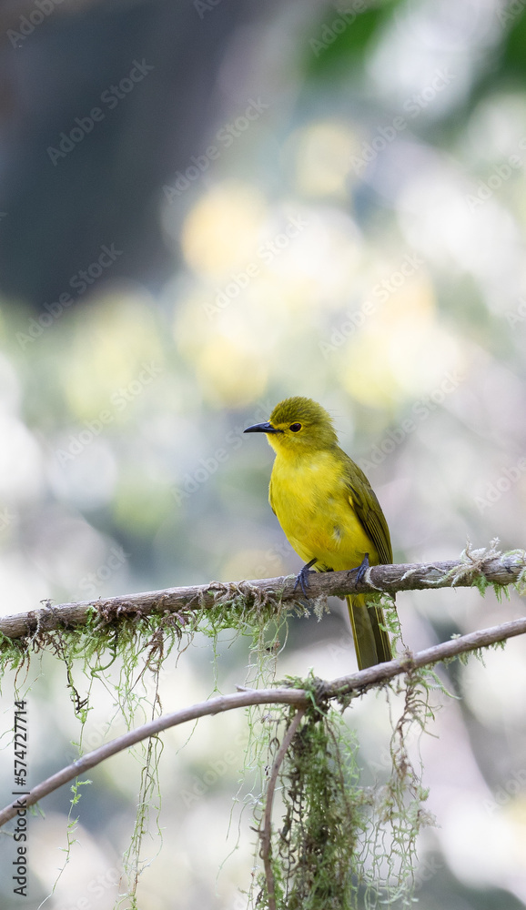 An Yellow browed bulbul (Acritillas indica) beautifully perched An Yellow browed bulbul (Acritillas indica) beautifully perched