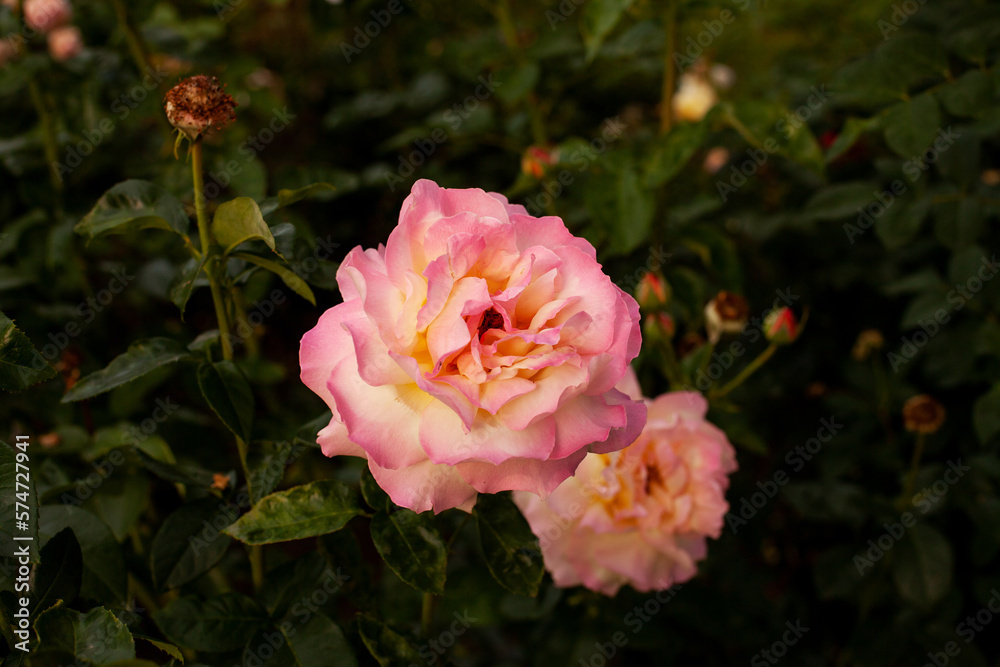 Beautiful pink floribunda rose close-up. Growing plants on an eco flower farm