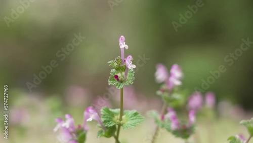 Weeds 11