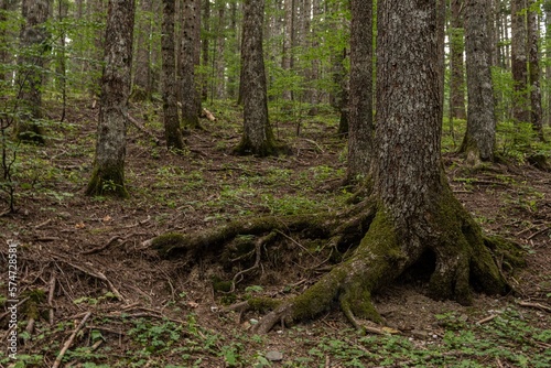 Natural landscape within the forest
