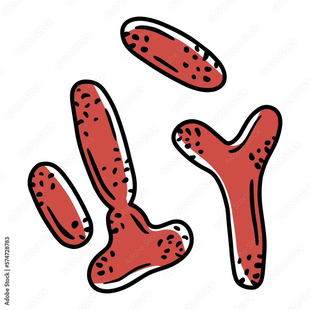 Bifidobacterium gram-positive anaerobic bacteria in the human intestinal microflora, vector illustration. Microbiota of the digestive tract. Bifidobacterium gram-positive anaerobic bacteria in the human intestinal microflora, vector illustration. Microbiota of the digestive tract.