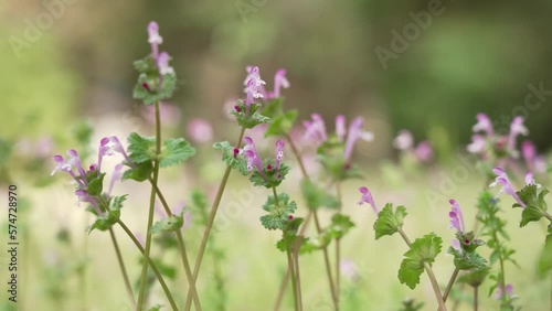 weeds 9