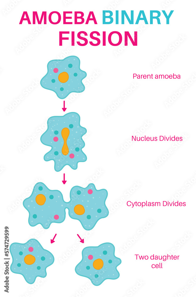 Binary Fission in Amoeba.