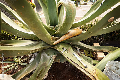Agave farm in Mexico tequila prosuction process photo