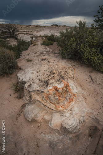 Petrified tree logs in Petrified Forest and Painted Desert National Park in Arizona