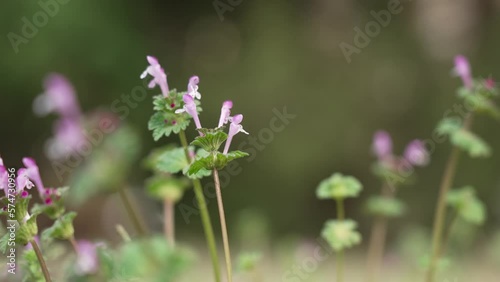 Weeds 3