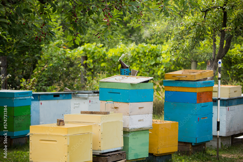 Apiary among fruit trees. Multihull hives with honeybees collecting nectar in summer. Bees flying away for honey harvest. Apiary among fruit trees. Multihull hives with honeybees collecting nectar in summer. Bees flying away for honey harvest.