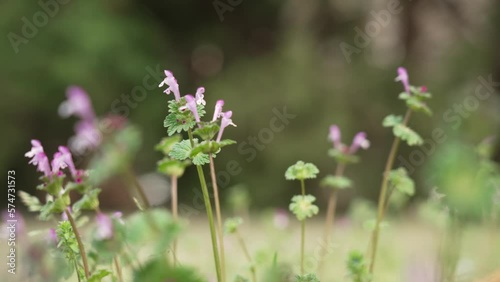 Weeds 2