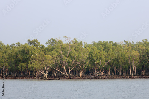 Photography Sundarbans is a mangrove area in the delta formed by the confluence of the Padma, Brahmaputra and Meghna Rivers in the Bay of Bengal