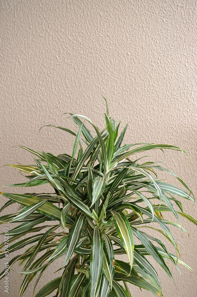 planta verde ornamental planta verde ornamental