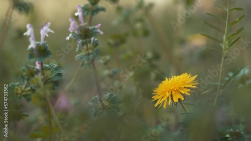 Dandelion