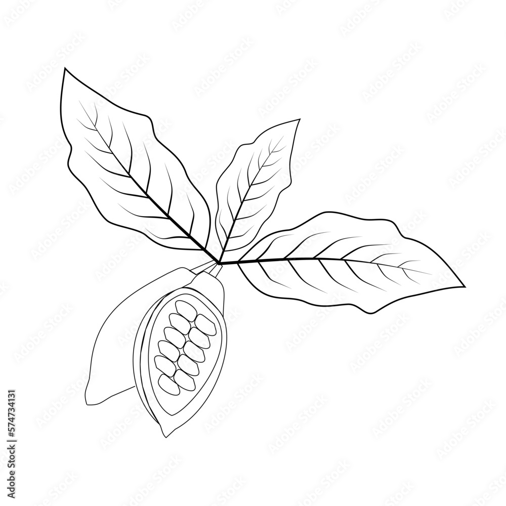 Cocoa Tree Leaves Cocoa Fruit Vector Isolate Cocoa Fruit Outline With Cocoa Tree Leaves Cocoa Fruit Vector Isolate Cocoa Fruit Outline With