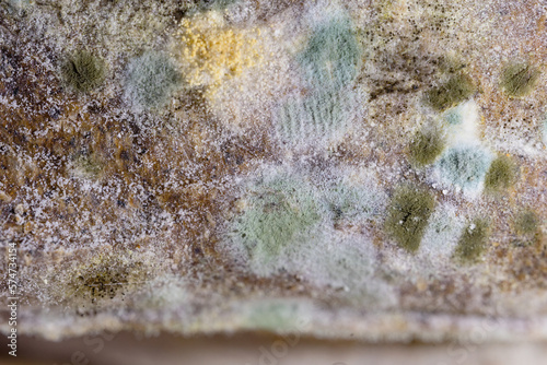 Close view of moldy bread. Macro. Colorful moldy bread. SDOF