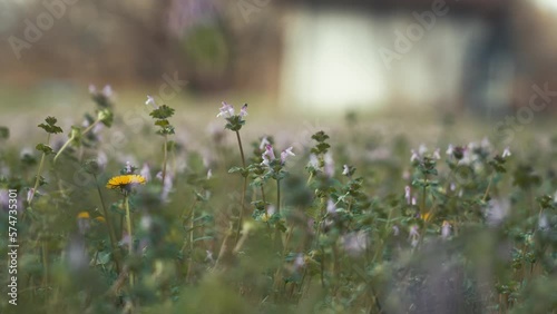Dandelion