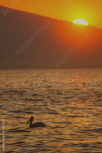 sunset on the beach and a pelican © FarazHabiballahian