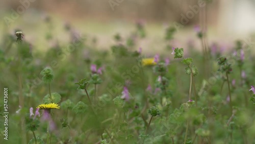 weeds 13
