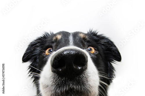 Funny close-up border collie dog face. Isolated on white background