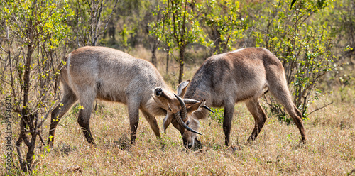 Two young Waterbucks (Kobus Ellipsiprymnus) fighting. Kruger National Park, South Africa