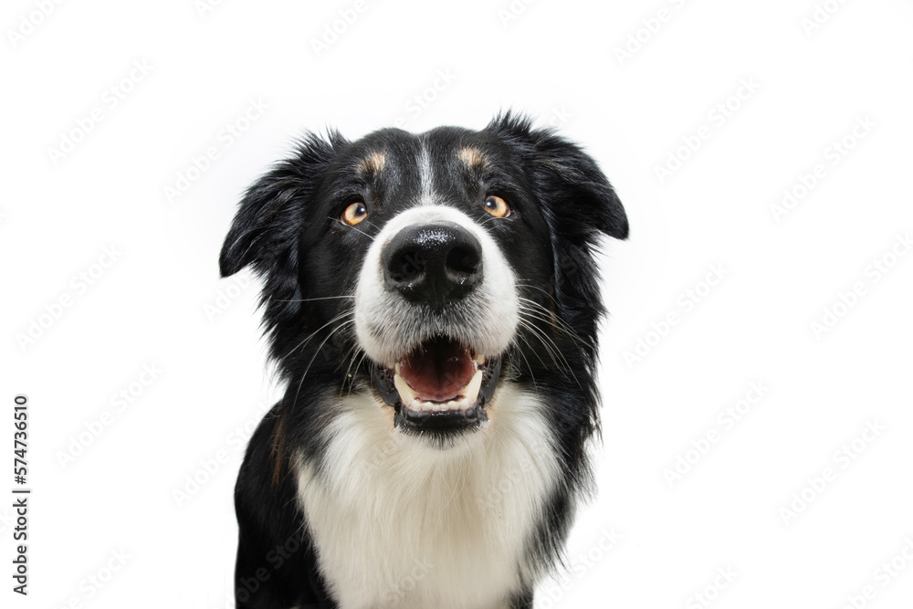 Portrait happy and smiling border collie dog looking at camera. Isolated on white background
