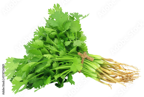 Fresh coriander leaves